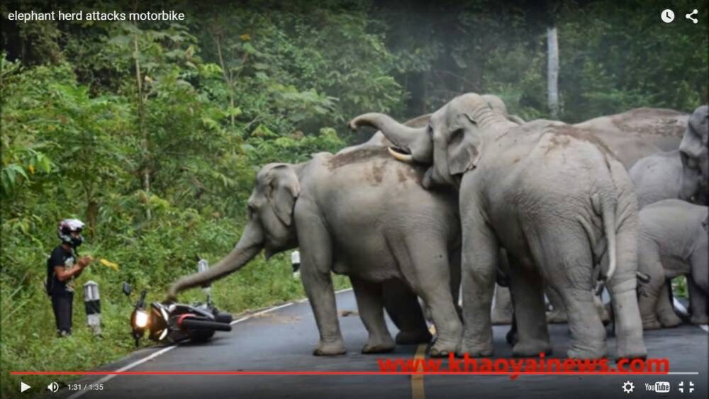 ปราจีนบุรี ข่าว -รับลมหนาวช้างป่าเขาใหญ่ 8 ตัวโกรธบีกไบท์เสียงดัง ล้อมกรอบ จยย.คันอื่นที่ตามมาทีหลังหวิดตายต้องยกมือไหว้ ขอบารมีเจ้าพ่อเขาใหญ่
