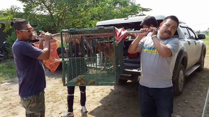 ข่าว- มูลนิธิสันติสุขร่วม กับ สัตว์แพทย์อาสาต่างชาติ ช่วยทำหมันสุนัขบ่อขยะองครักษ์