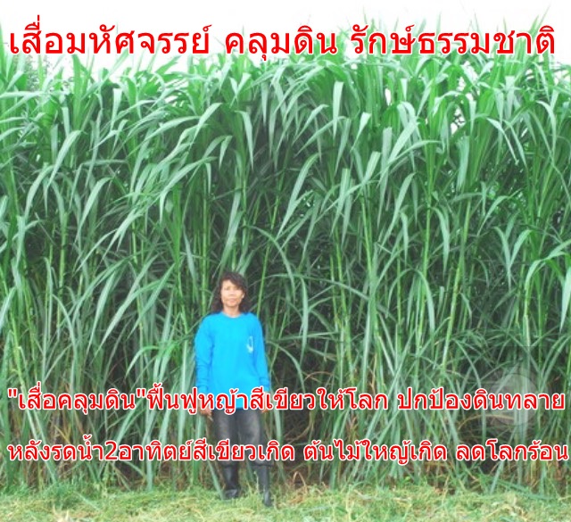 เสื่อมหัศจรรย์ รักษ์สิ่งแวดล้อม  คลุมดินหญ้าเกิด ต้นไม้เกิด คืนสีเขียวแก่แผ่นดิน ลดโลกร้อน ป้องกันดินทลาย นวัตกรรมใหม่