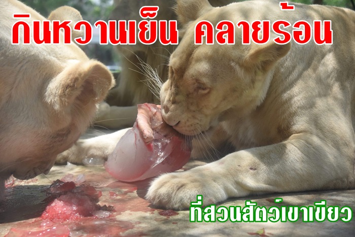 แจกขาหมูน้ำแดงแช่แข็งสิงโตขาวและหวานเย็นผลไม้ให้บรรดาสัตว์ที่เขาเขียว