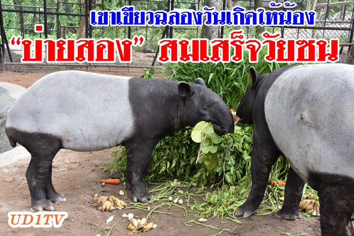  สวนสัตว์เขาเขียว จัดฉลองวันเกิด 1 ปี น้อง “บ่ายสอง” สมเสร็จวัยซน