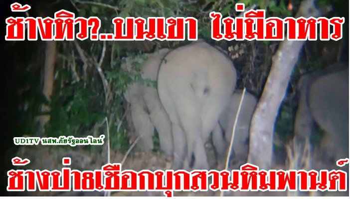 ช้าง 8 เชือกหนีป่าลงลุยหากินสวนมะม่วงหิมพานต์ชาวบ้าน อ.บ่อไร่ จ.ตราด หลังเรื่มแล้งเดือนเมษามาเยือน