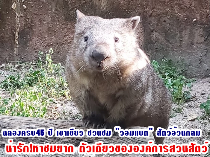 สวนสัตว์เปิดเขาเขียว ฉลองครบ45 ปี ชวนชม 